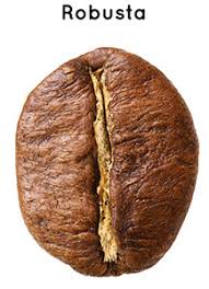 robusta