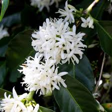 coffee-tree-flowers