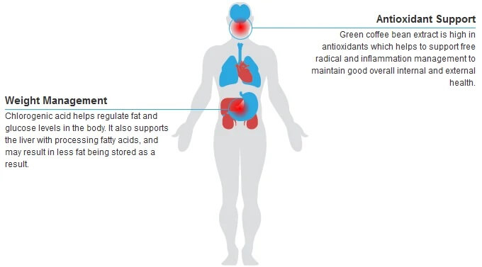 green-coffee-bean-extract-benefits-diagram