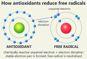 how-antioxidants-neutralize-free-readicals