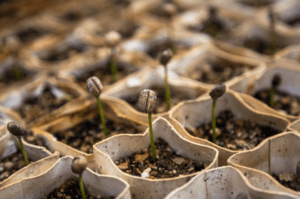 planting-indoor