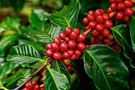 ripe-coffee-plant
