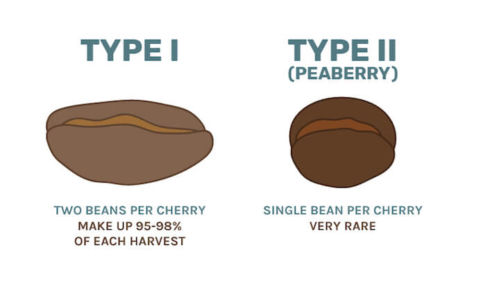  Types-of-Kona-Coffee-Bean