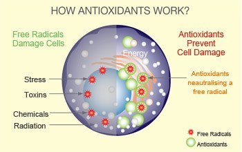 how-does-antioxidants-work